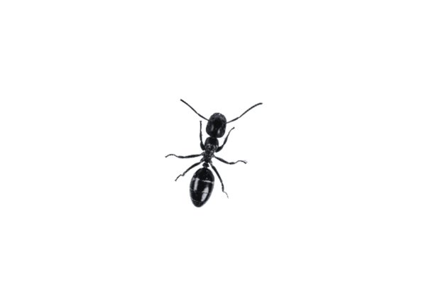 Ant Infestation Eradication