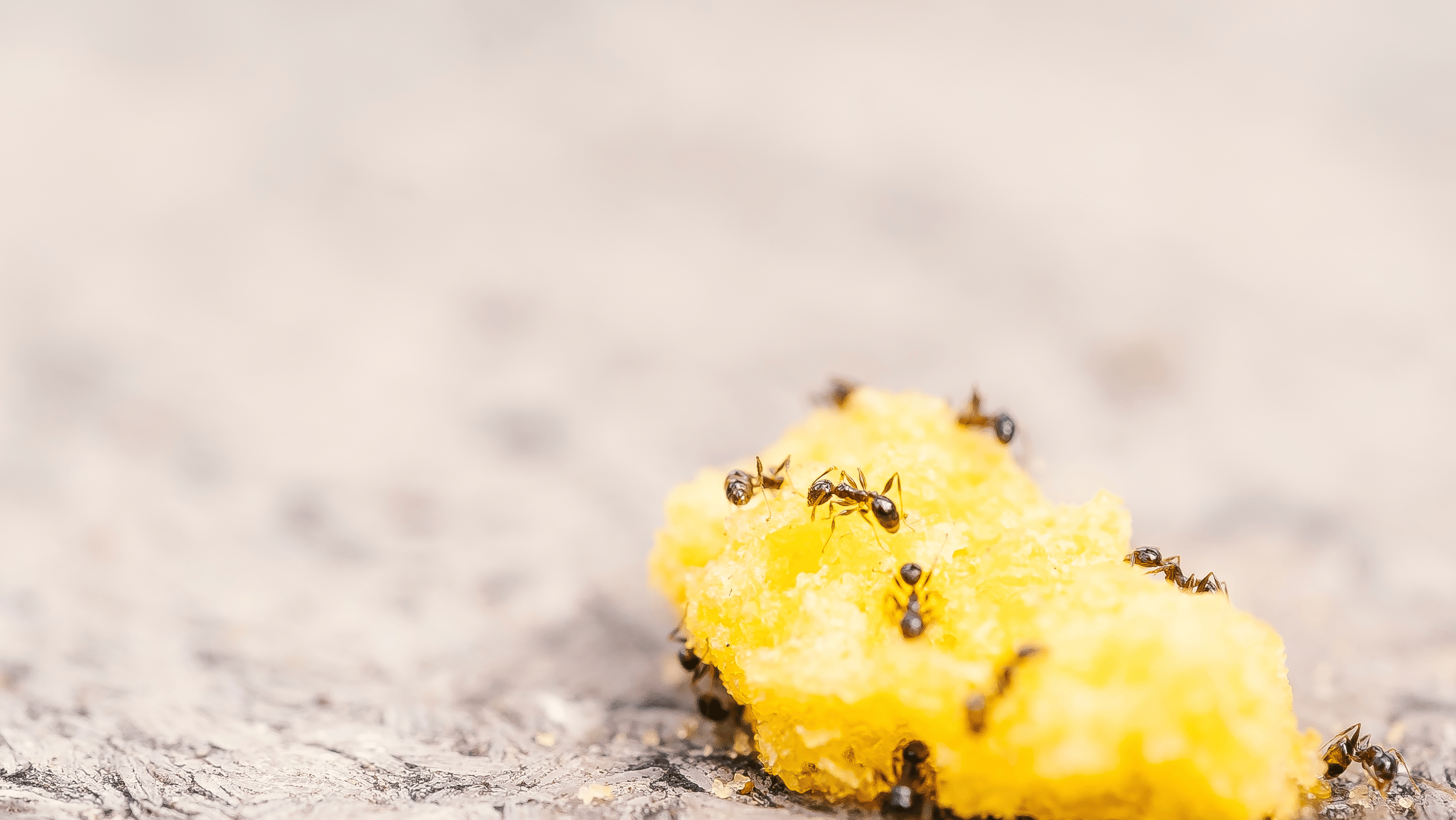 Ant Infestations Kent