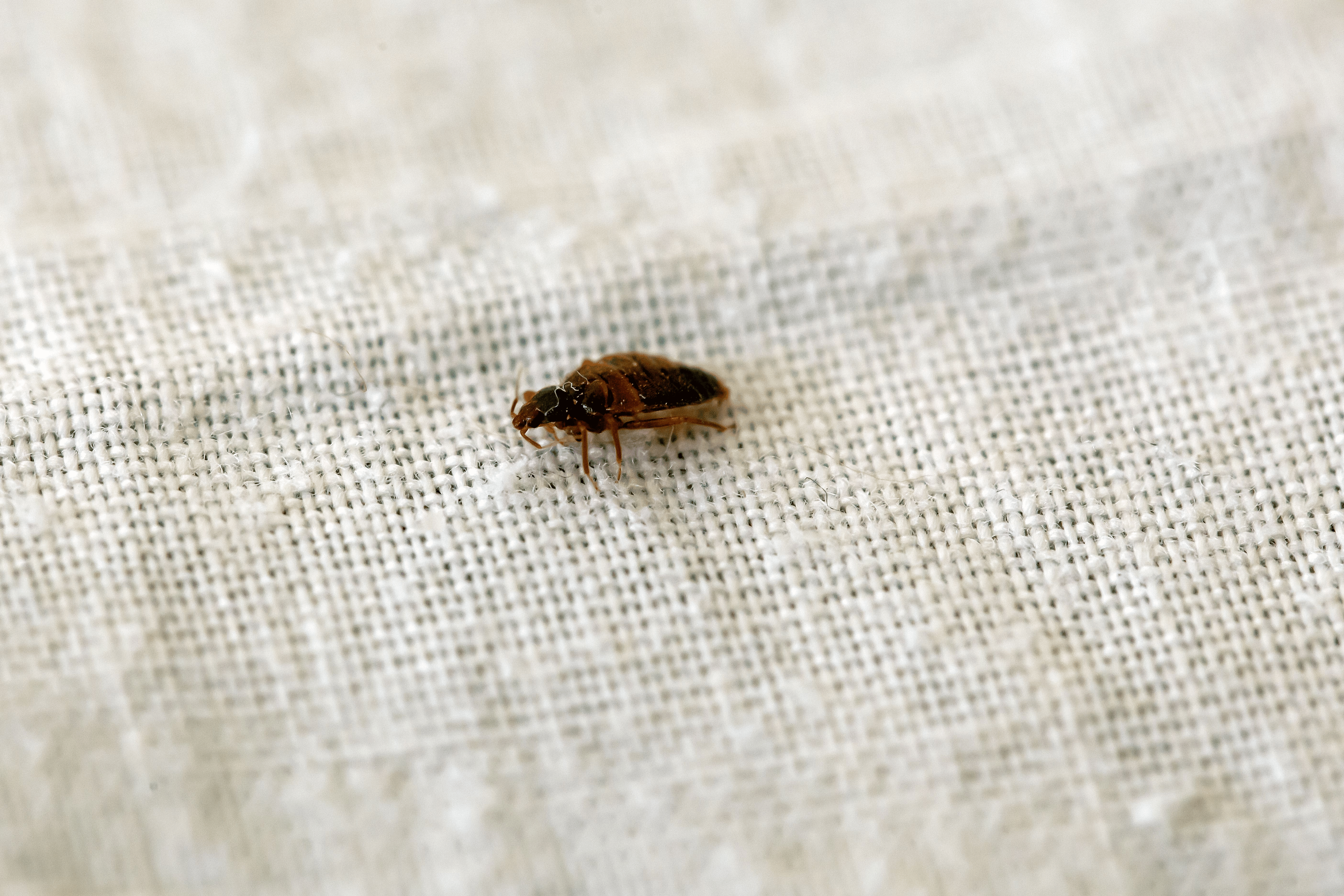 Bed Bugs Ashford
