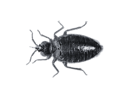 Bed Bug Heat Treatment