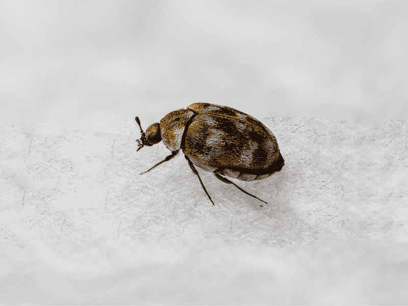 Commercial textile storage or pest monitoring