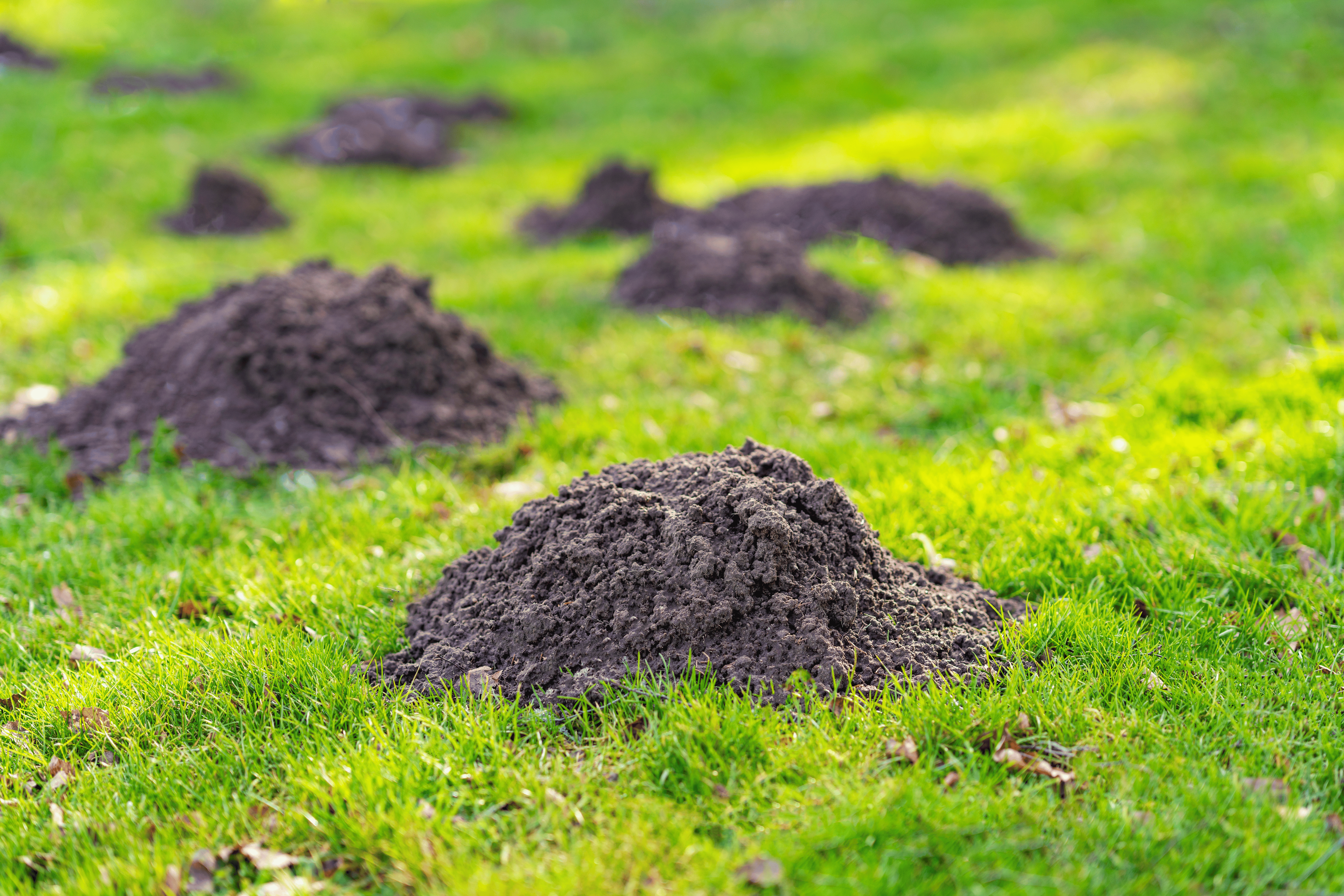 Moles in Your Garden Kent