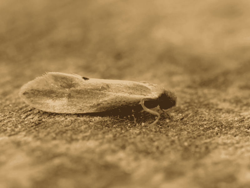 Moth trap or technician inspecting wardrobe