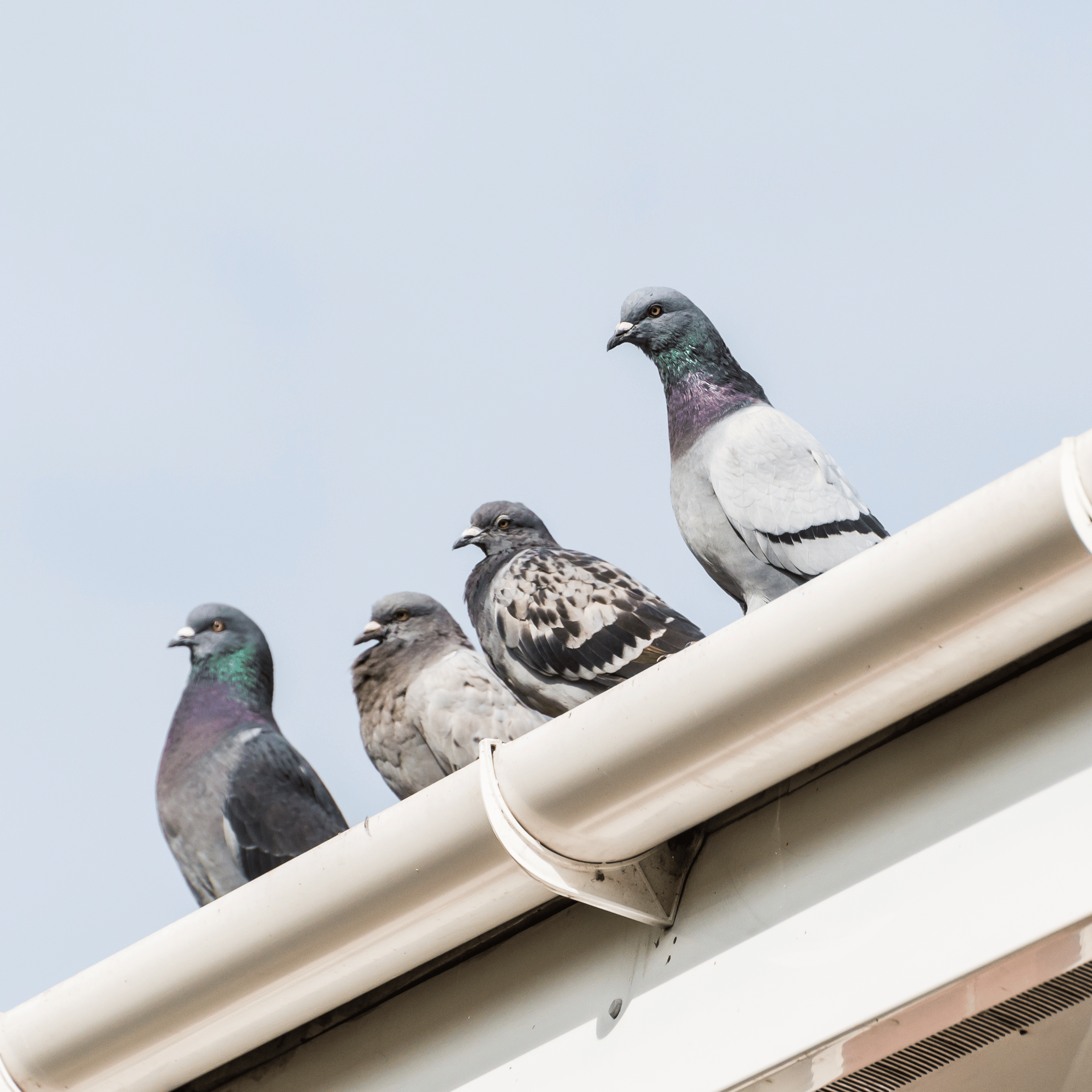 Pigeon Problems Ashford