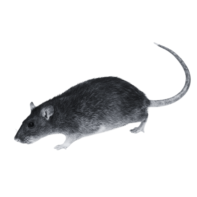 Rat Control Case