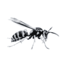 Wasp Nest Removal