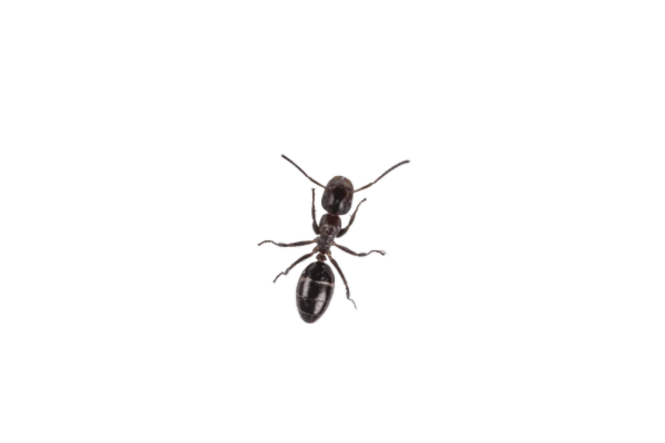 Animated ant