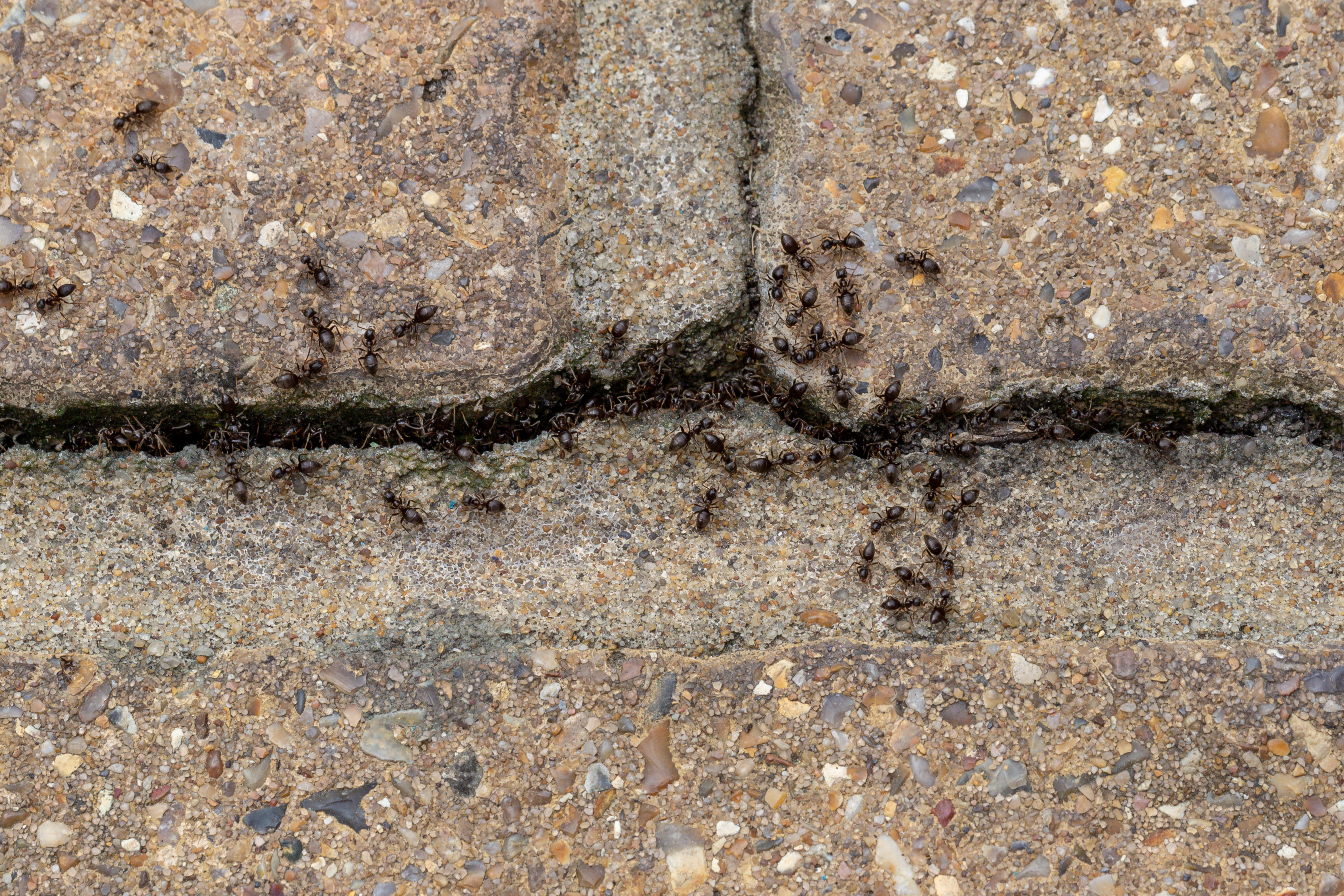 Ants in brickwork at a commercial property