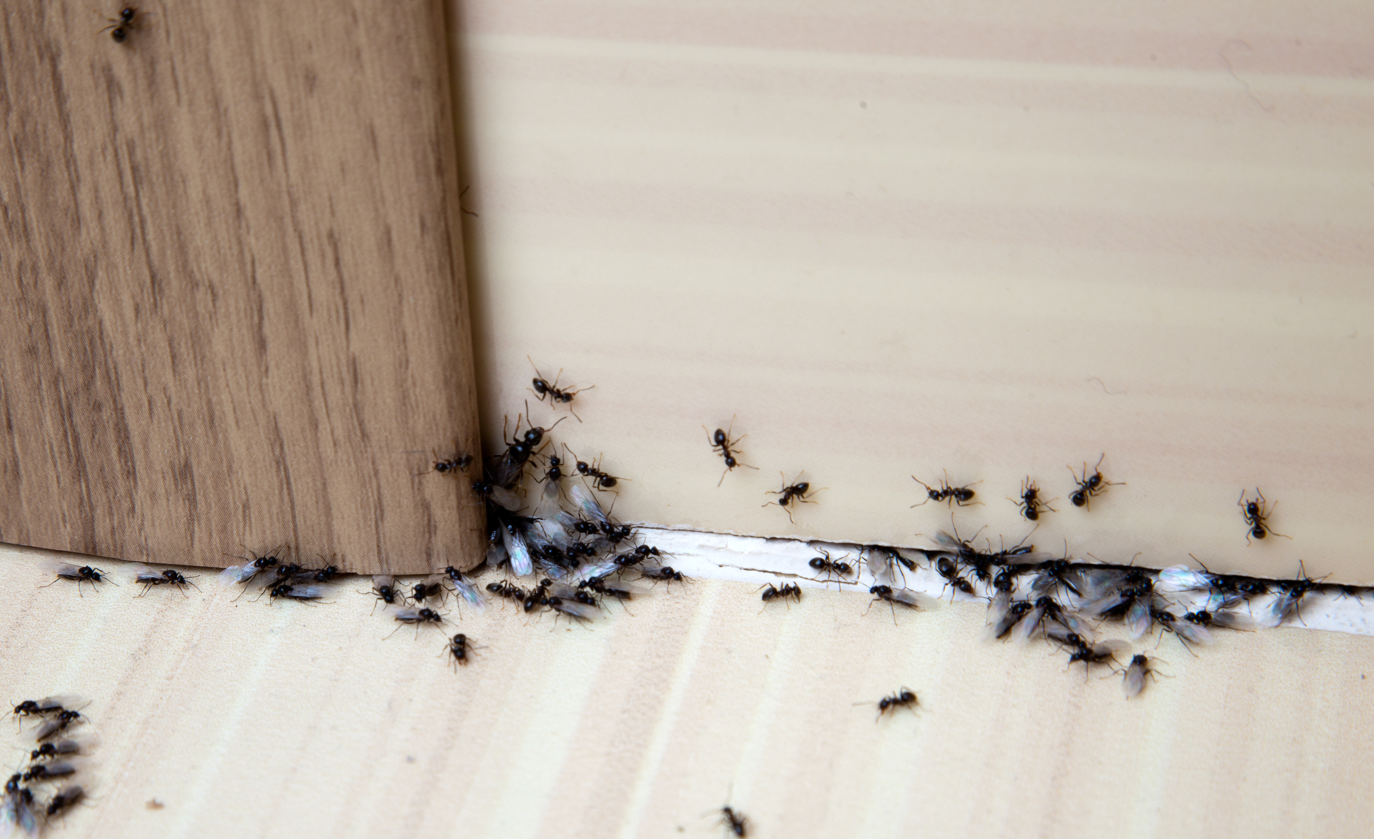 Ants entering a house through a crack
