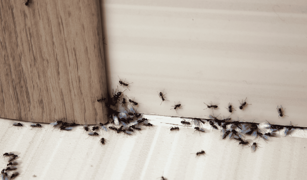 Ants entering a house through a crack