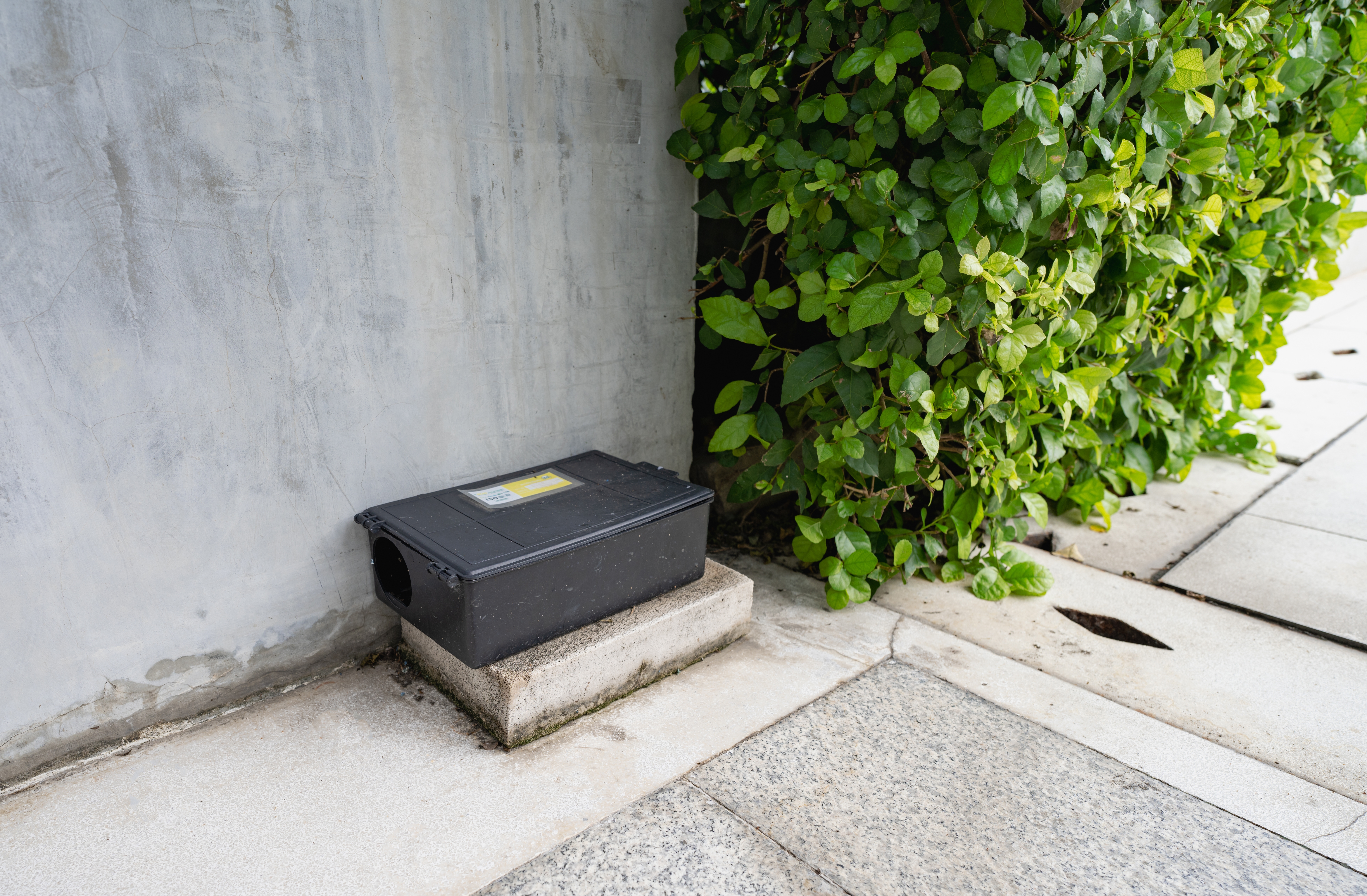 Technician inspecting rat bait station