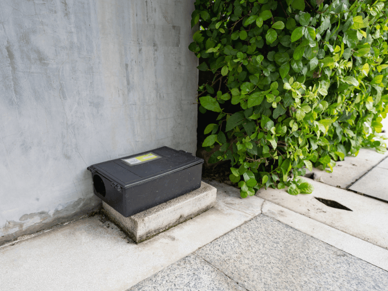 Technician inspecting rat bait station