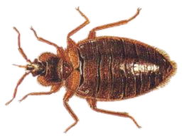 Animated bed bug