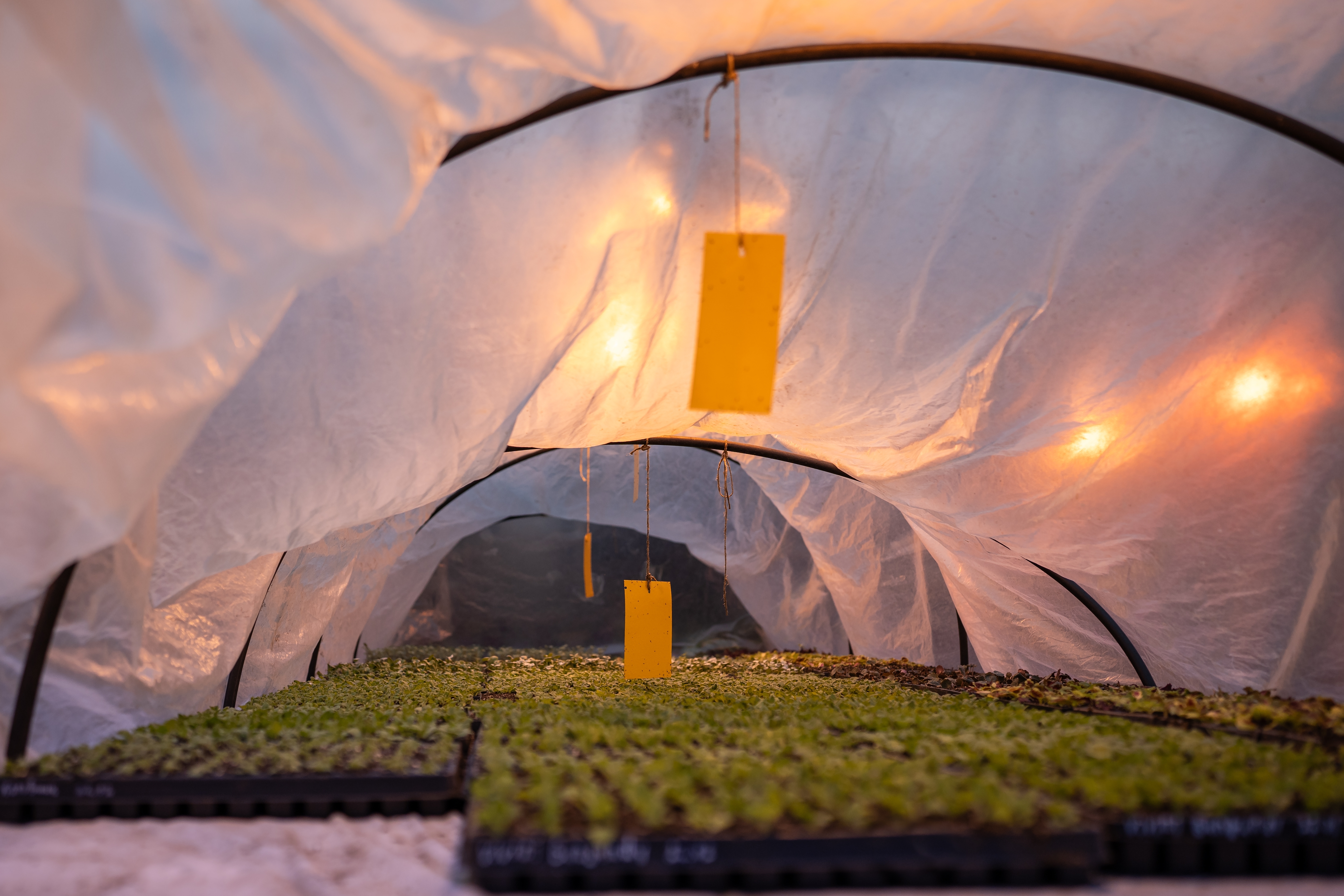 Commercial fly trap in greenhouse or food facility