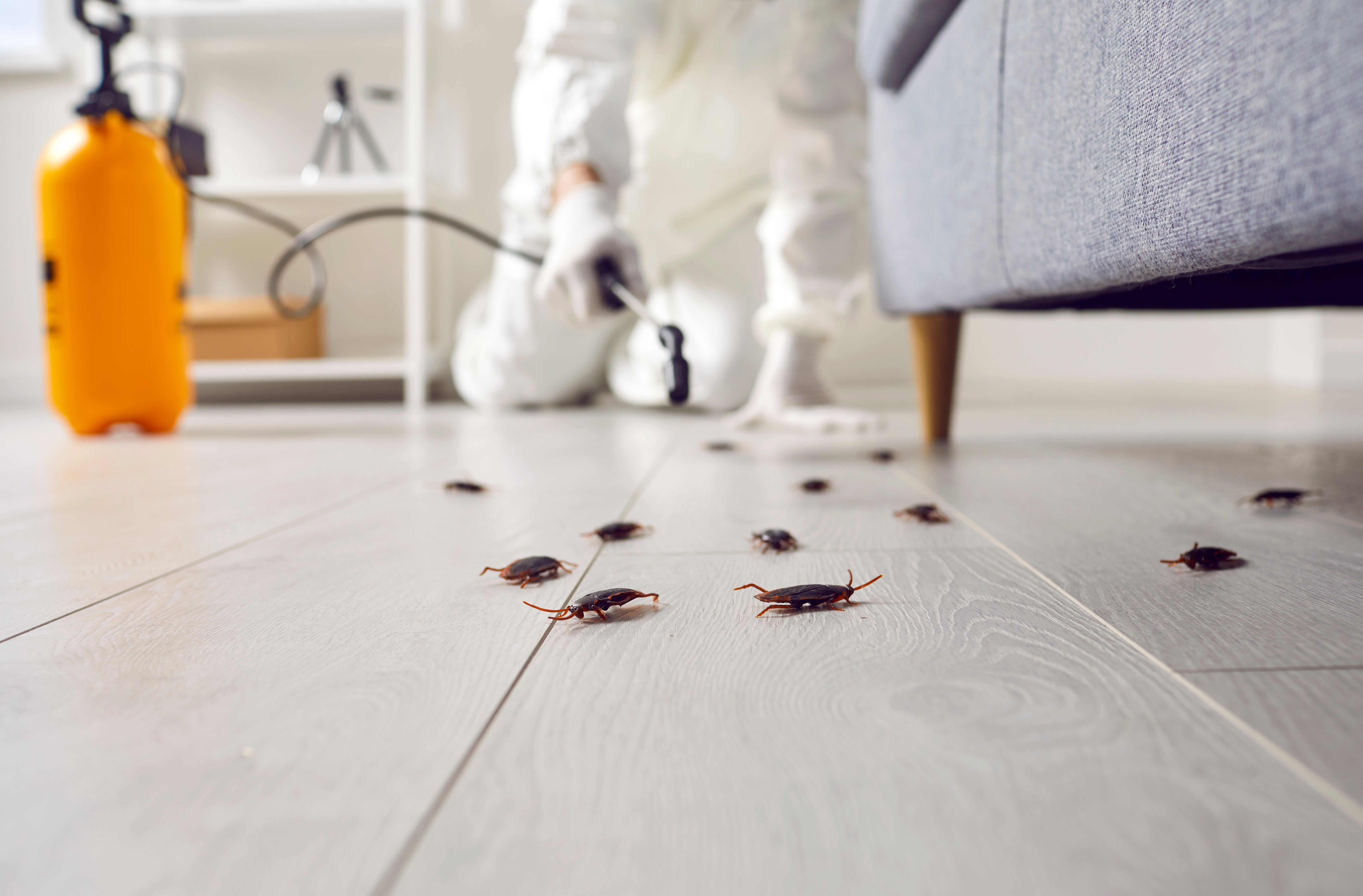 Pest controller treating for cockroaches
