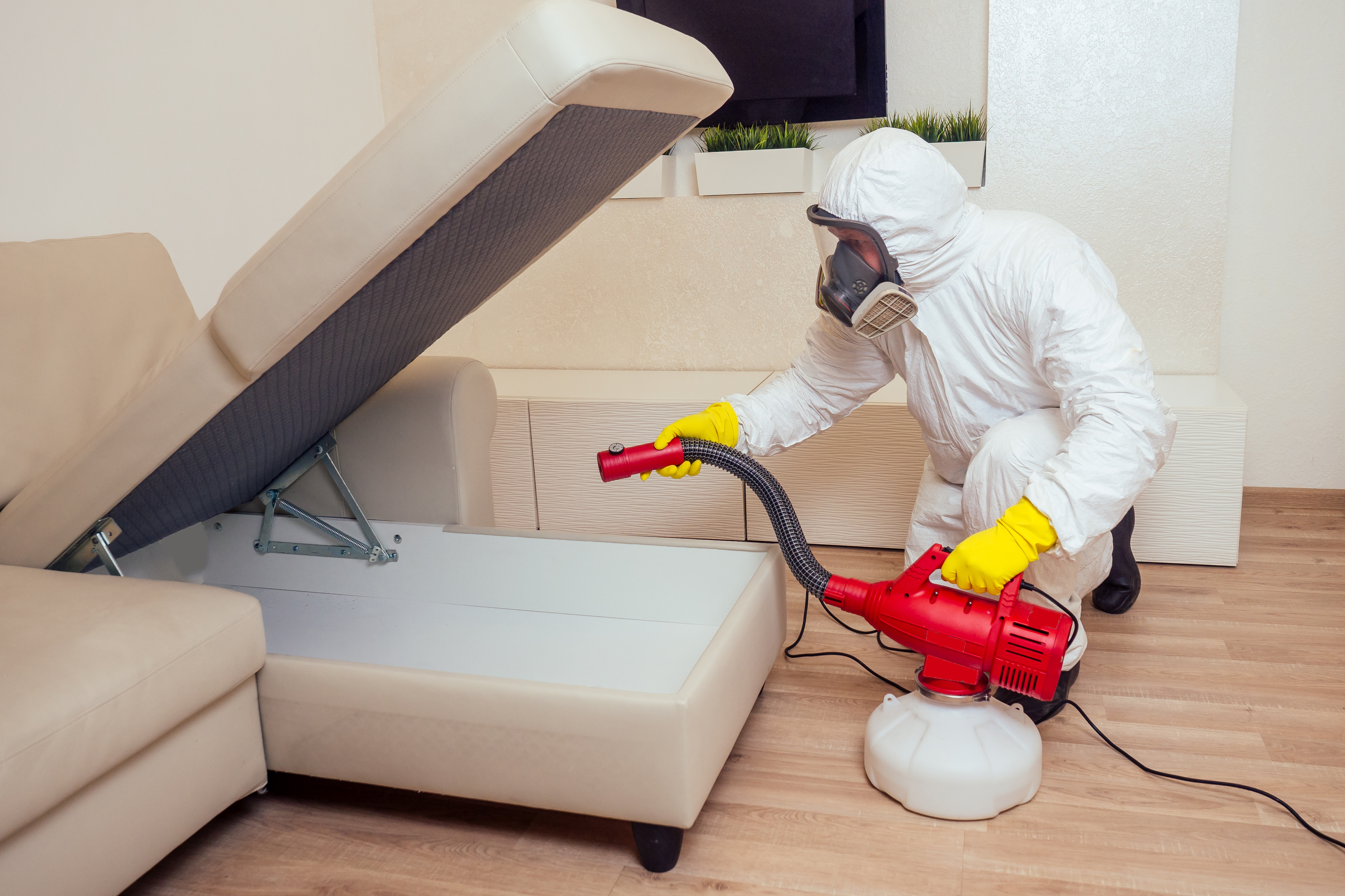Pest controller inspecting sofa for bed bugs