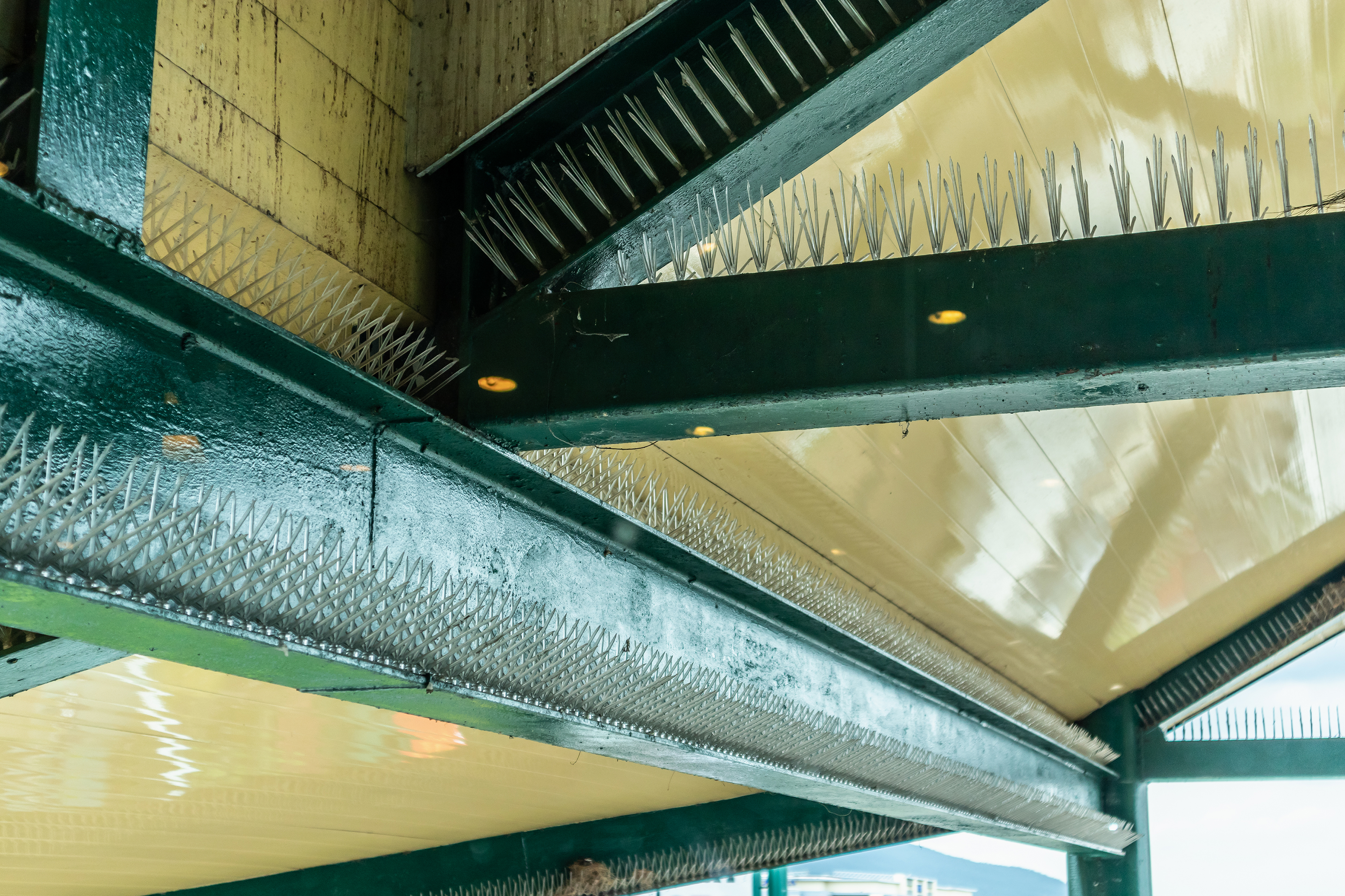 Bird spikes installed for commercial pigeon prevention