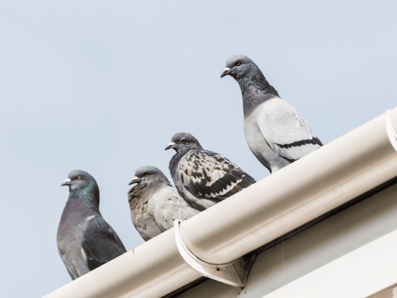 Pigeons on house gutter before bird proofing