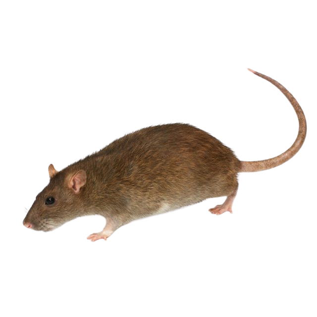 Animated rat silhouette