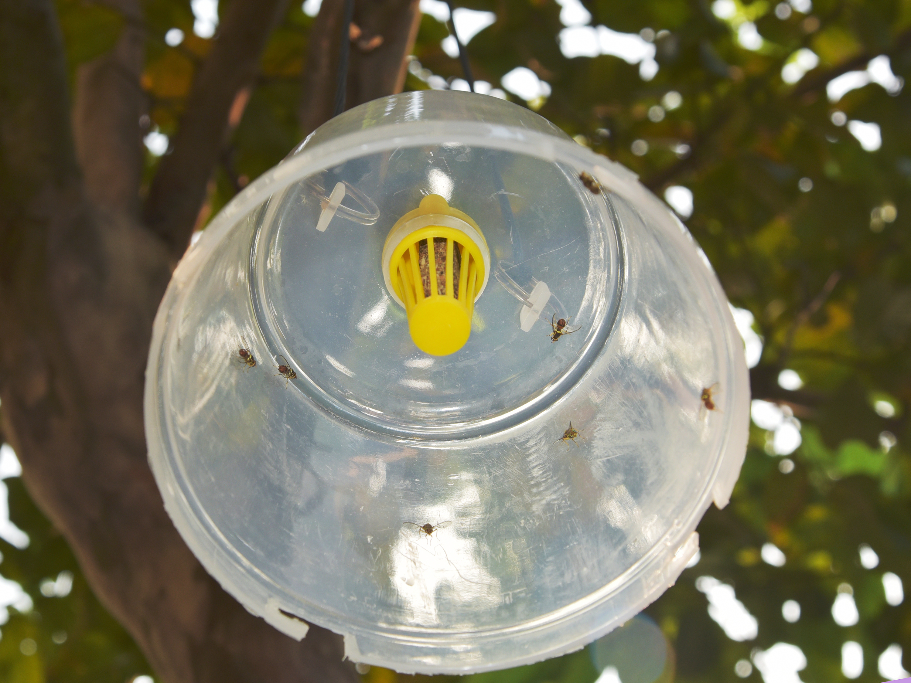 Wasp trap for commercial wasp control