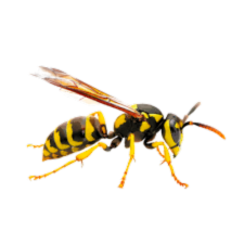 Animated wasp silhouette
